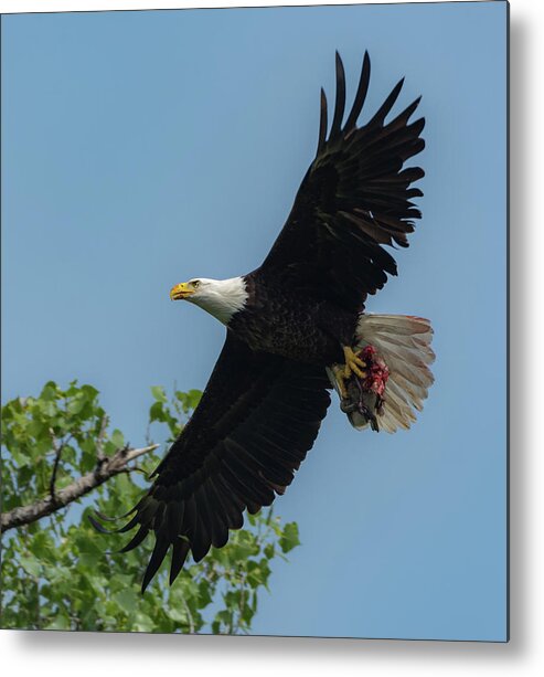Adult Bald Eagle Metal Print featuring the photograph Duck for Lunch by Michael Hall
