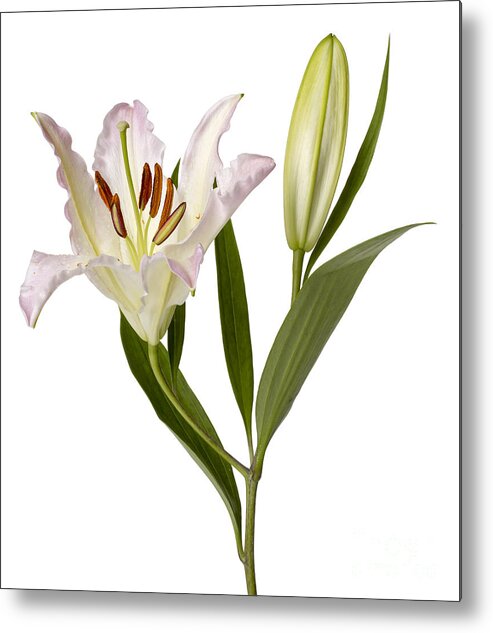 Easter Lilly Metal Print featuring the photograph Easter Lilly by Tony Cordoza