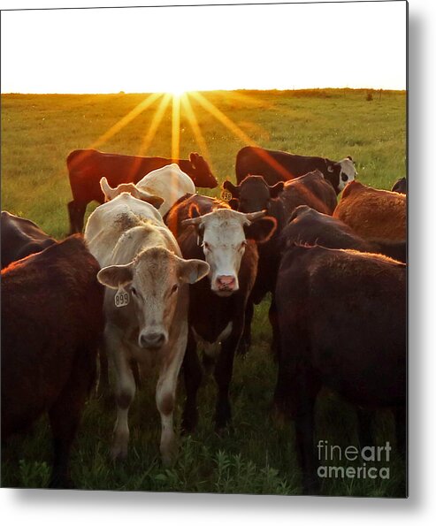 Cows; Herd; Cow Herd; Farm Animals; Cows On Pasture; Cows At Sundown; Cow Portrait; Flint Hills; Wide Open Cow Pasture  Metal Print featuring the photograph Elk County Herd by Betty Morgan
