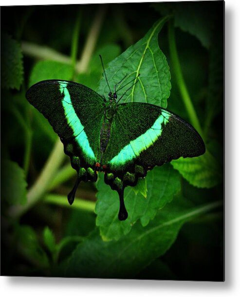 Emerald Swallowtail Butterfly Metal Print featuring the photograph Emerald Swallowtail by Sandy Keeton