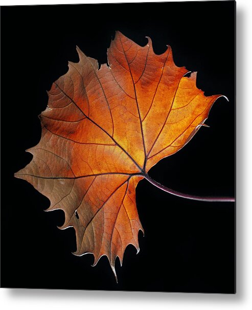 Leaf Metal Print featuring the photograph Fall by Robert Och
