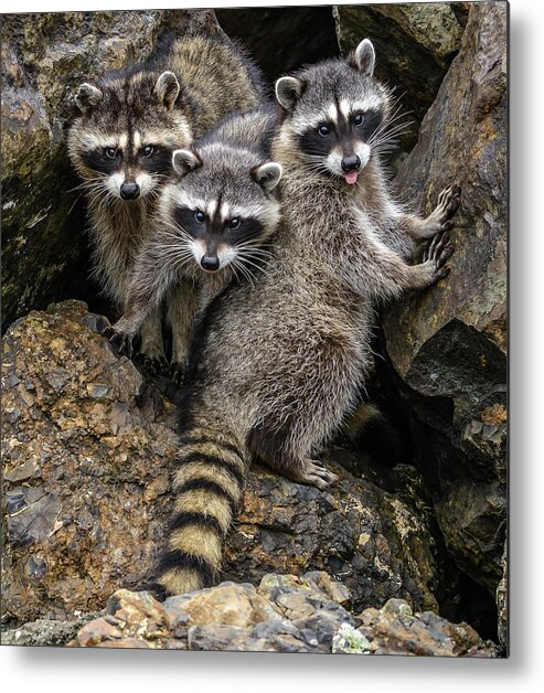 Raccon Metal Print featuring the photograph Family Portrait by Jerry Cahill