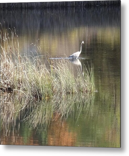 Heron Metal Print featuring the photograph Fishing by Catherine Arcolio