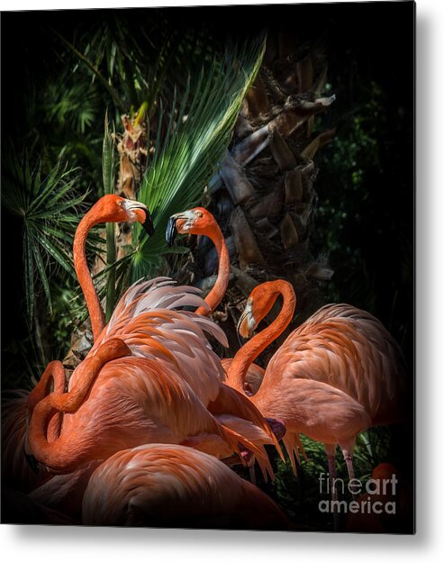 Chinese Fan Palm Metal Print featuring the photograph Flamingo Moves by Liesl Walsh