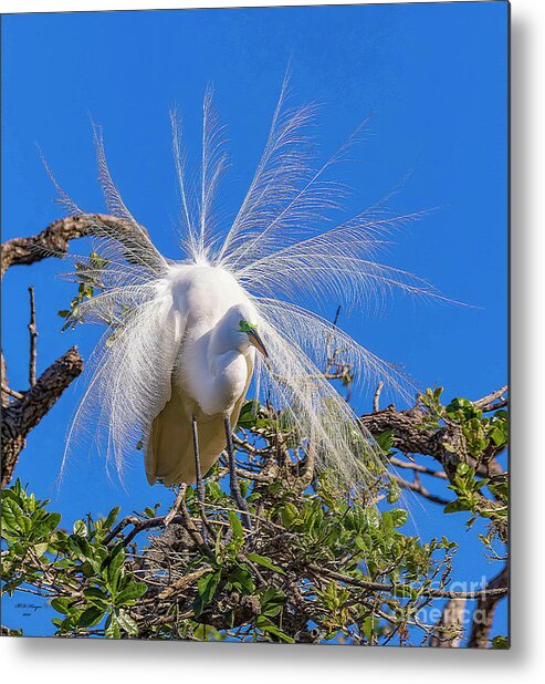 Egrets Metal Print featuring the photograph Great Egret In Breeding Plumage by DB Hayes