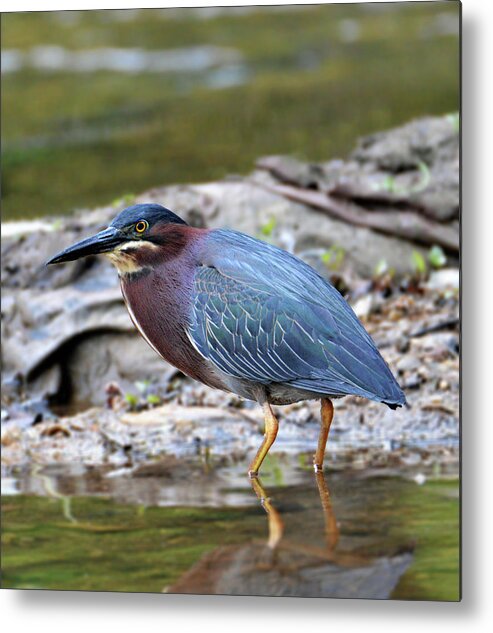 Green Heron Metal Print featuring the photograph Green Heron by Kathy Kelly