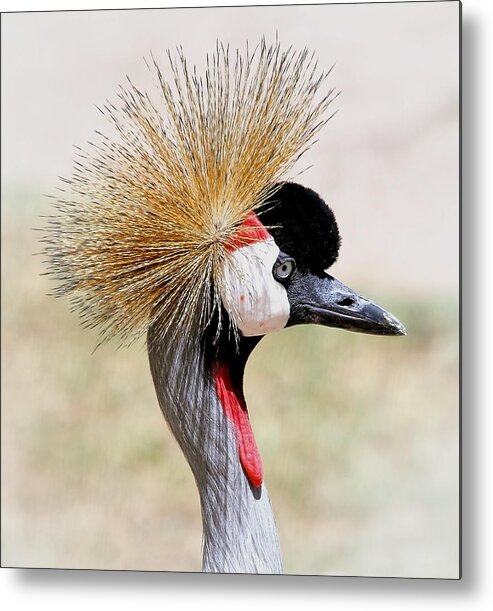 Cranes Metal Print featuring the photograph Grey Crowned Crane by Elaine Malott