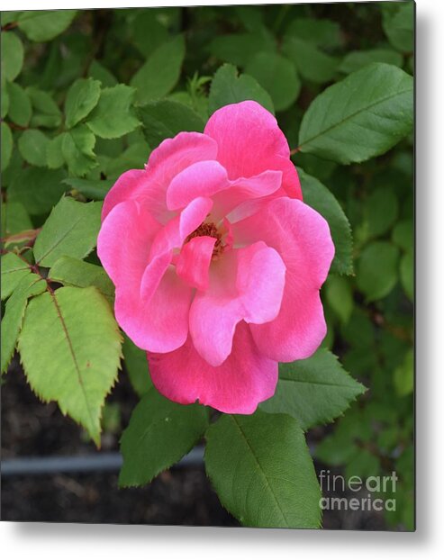 Barrieloustark Metal Print featuring the photograph Hardy Rose by Barrie Stark
