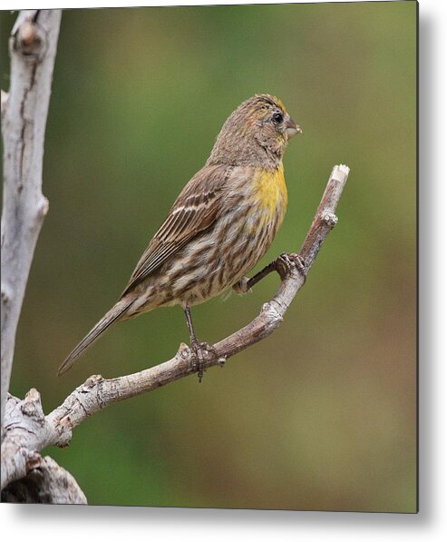 Linda Brody Metal Print featuring the photograph House Finch with Yellow Breast 1 by Linda Brody