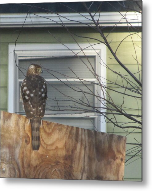  Metal Print featuring the photograph I'm Watching You by Digital Art Cafe