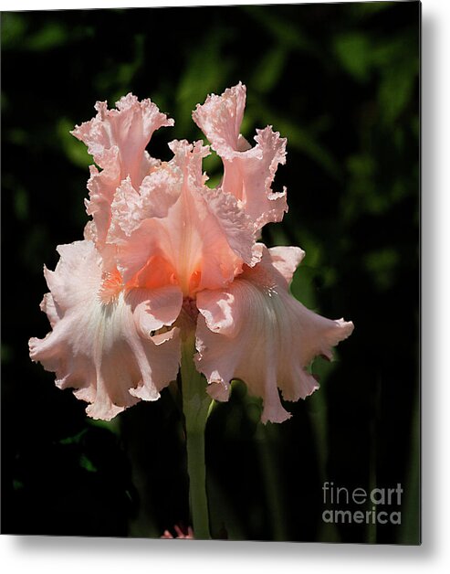 Flower Metal Print featuring the photograph Iris 'Happenstance' by Ann Jacobson