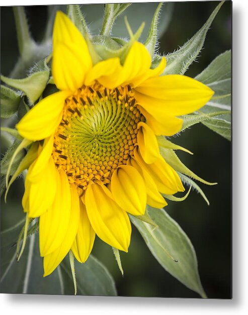 Sunflower Metal Print featuring the photograph Just The Begining by Thomas Young
