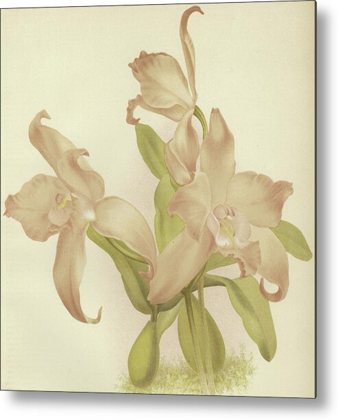 Orchid Metal Print featuring the painting Laelia autumnalis venusta by English School