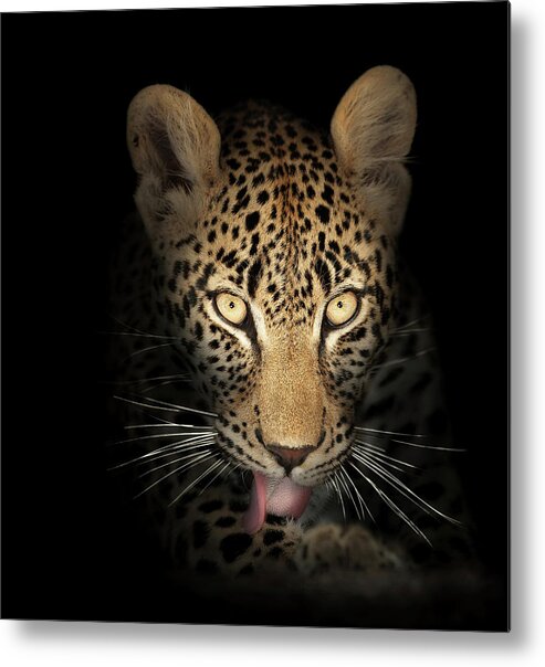 Leopardeyesdarkblackbackgroundwildlifeanimalmammalwildcatpantherapardusspottedfierceintensestarelookpowerfulpredatorcloseupclose-upclosepiercinglicktonguefrontviewafricaphotographonenobodyportraitsafaripawyellownaturedetail015092rs2 Metal Print featuring the photograph Leopard In The Dark by Johan Swanepoel