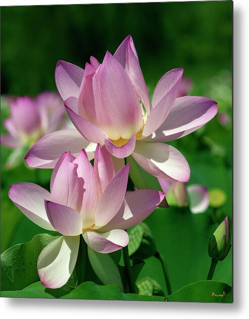Lotus Metal Print featuring the photograph Lotus--Sisters i DL0082 by Gerry Gantt