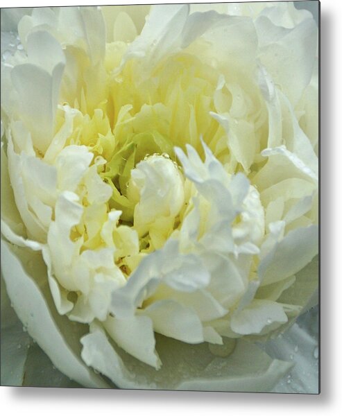 White Peony Metal Print featuring the photograph Lovely Peony by Sandy Keeton