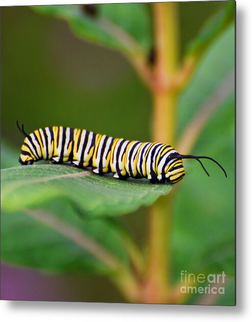 Monarch Metal Print featuring the photograph Monarch Caterpillar on Milkweed by Kerri Farley