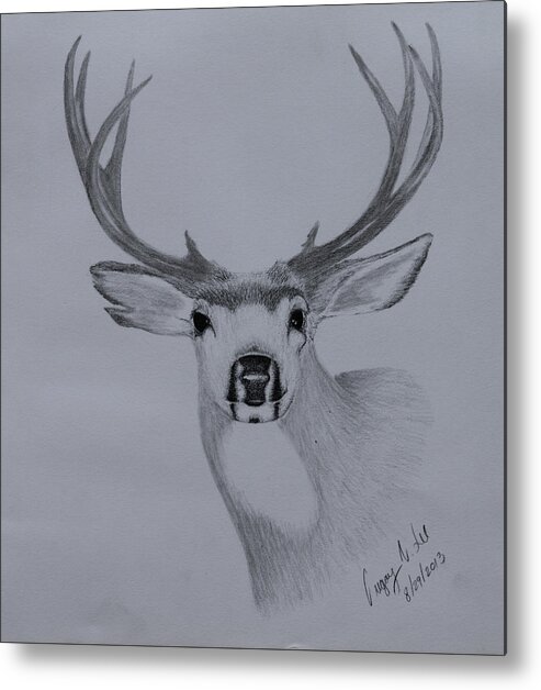 Mule Metal Print featuring the drawing Mule Deer III by Gregory Lee