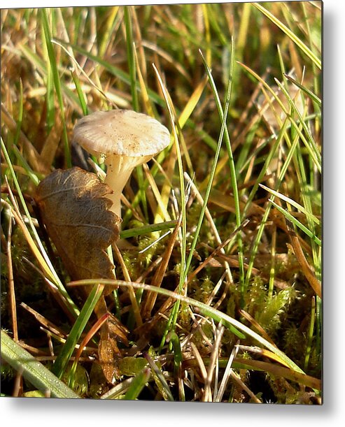 Nature Metal Print featuring the photograph Mushroom and Leaf by Marilynne Bull