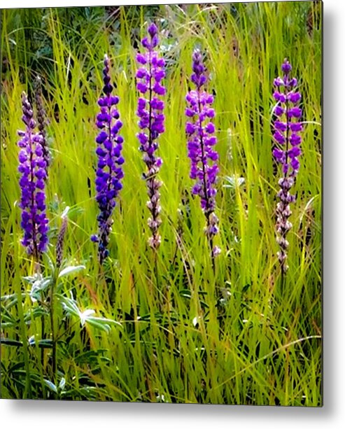 Lupines Metal Print featuring the photograph My Five Lupines by Jennifer Lake