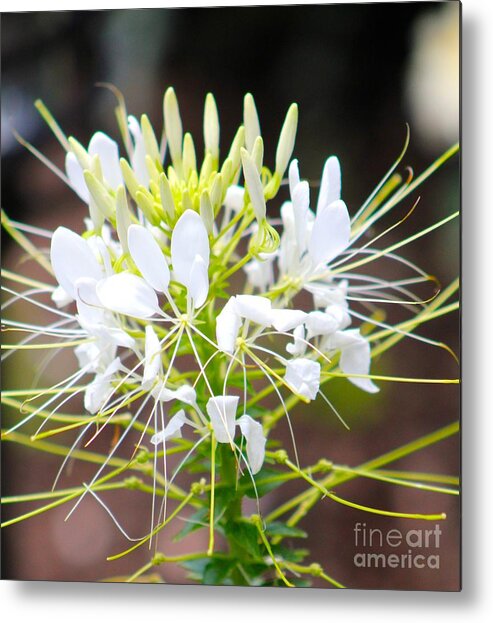 White Metal Print featuring the photograph Nature's Beauty 18 by Deena Withycombe