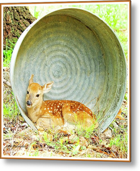 Fawn Metal Print featuring the photograph Newborn Fawn finds Shelter in an Old Washtub by A Macarthur Gurmankin