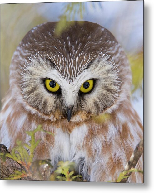 Northern Saw-whet Owl Metal Print featuring the photograph Northern Saw-whet Owl Portrait by Mircea Costina Photography