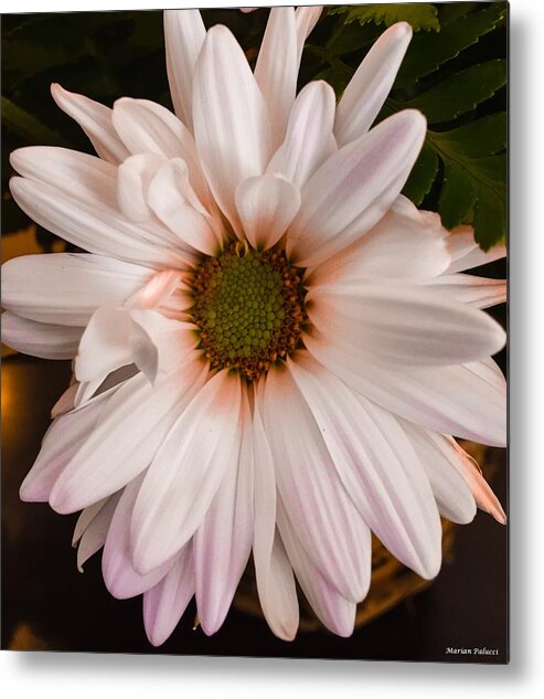 Orange Metal Print featuring the photograph Orange Pastel Daisy by Marian Lonzetta