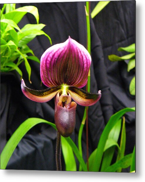 Orchid Metal Print featuring the photograph Orchid 2 by Peggy King