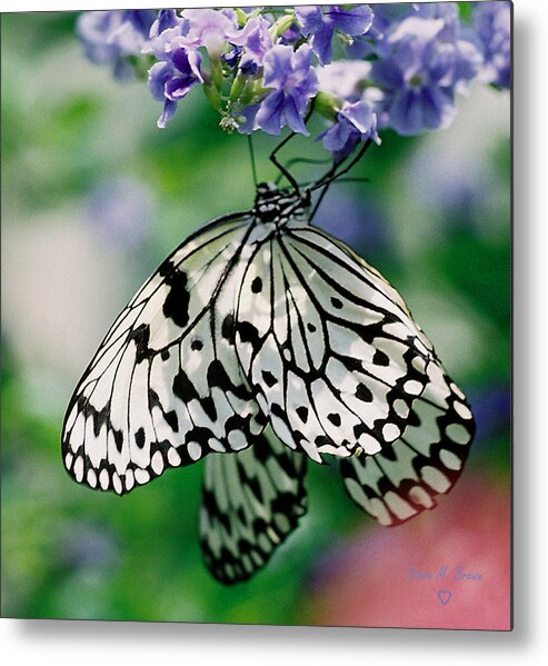 Butterfly Metal Print featuring the photograph Paper Rice Butterfly by Donna Brown