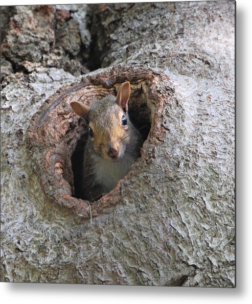 Squirrel Metal Print featuring the photograph Peek A Boo by Sonja Jones