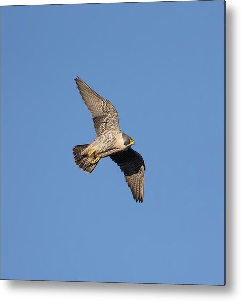 Peregrine Metal Print featuring the photograph Peregrine Falcon by Pete Walkden