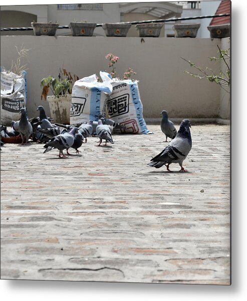 Pigeons Metal Print featuring the photograph Pigeons 1 by Sumit Mehndiratta