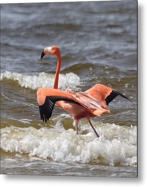 Flamingo Metal Print featuring the photograph Pretty in Pink by Jim Bennight
