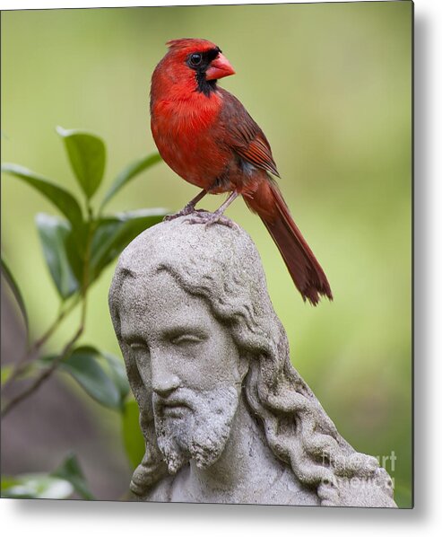 Cardinal Metal Print featuring the photograph Praise the Lord by Bonnie Barry