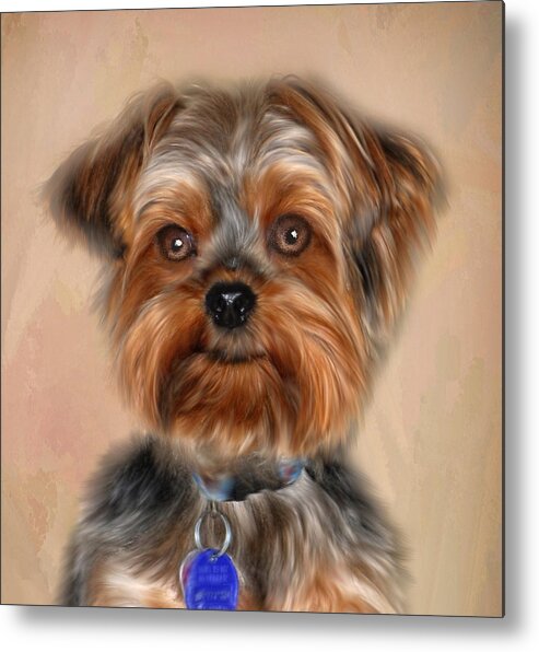 Presley The Yorkie Metal Print featuring the photograph Presley by Mary Timman