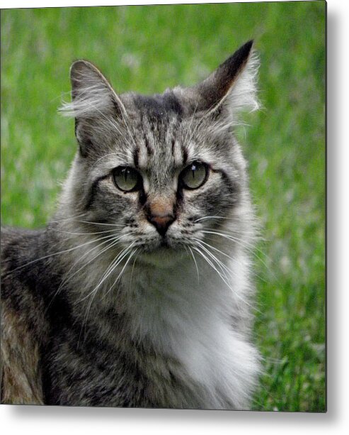 Cat Metal Print featuring the photograph Pretty Kitty by Kim Galluzzo