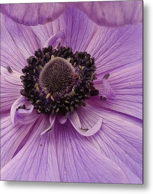 Flower Metal Print featuring the photograph Purple Explosion by Kathy Barney