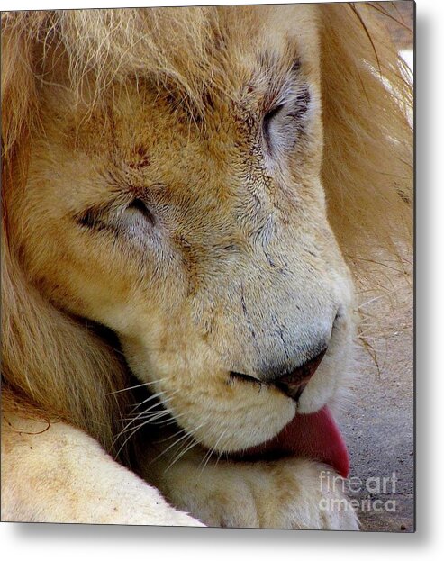 Lion Metal Print featuring the photograph Ramses by Lori Lafargue
