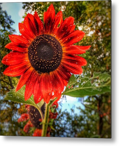  Red Metal Print featuring the photograph Red Sun by Jame Hayes