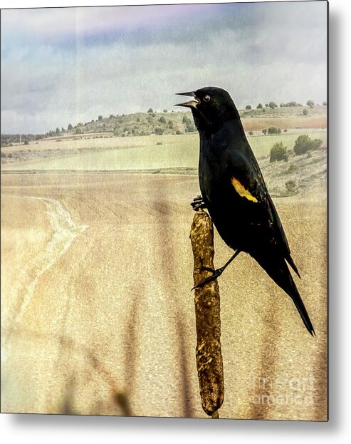 Birds Metal Print featuring the photograph Red-Winged blackbird by Sal Ahmed