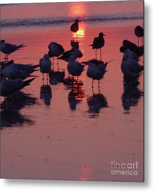 Seashore Prints Metal Print featuring the photograph Royal Tern Sunrise 11-19-16 by Julianne Felton