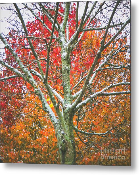 Winter Metal Print featuring the photograph Snow falls 2 by Andrea Anderegg