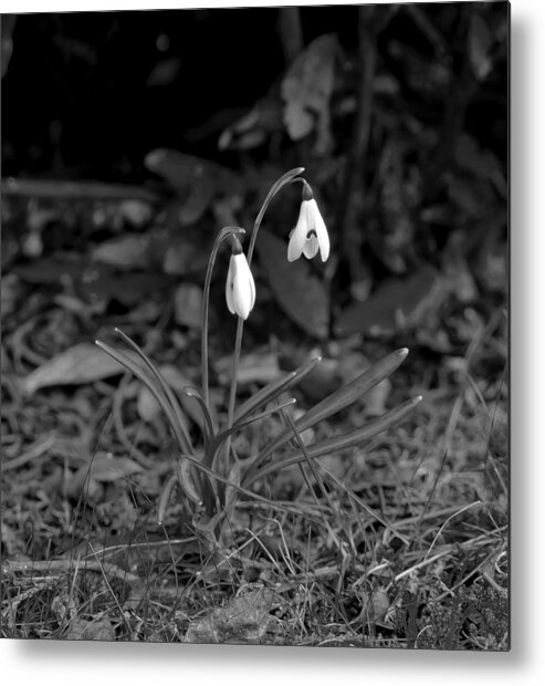 Snowdrops Metal Print featuring the photograph Snowdrops by Elena Perelman