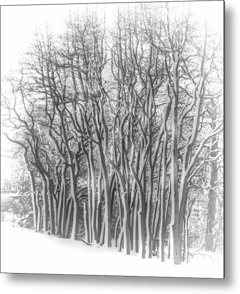 Trees Metal Print featuring the photograph Snowy Wood by Cathy Kovarik