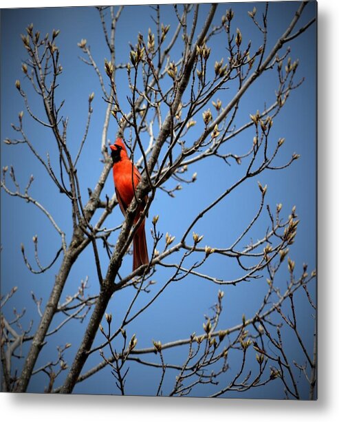  Metal Print featuring the photograph Songbird by Kimberly Woyak