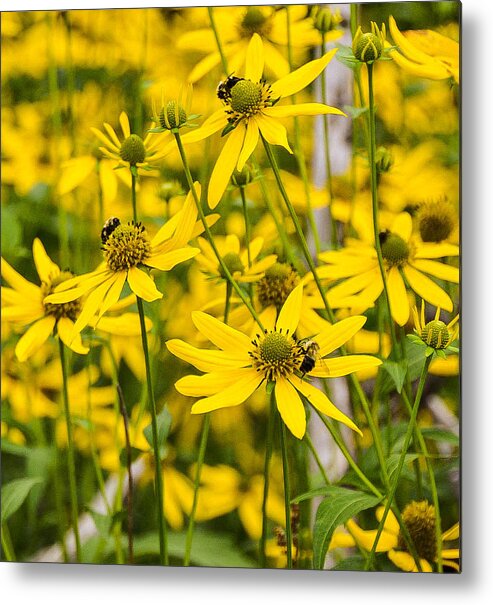 Landscape Metal Print featuring the photograph Spring Wildflowers by Chuck Brown