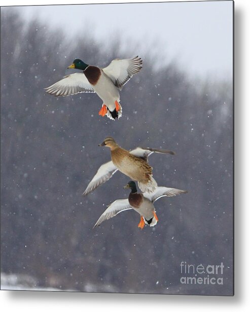 Ducks Metal Print featuring the photograph Stacked by Robert Pearson