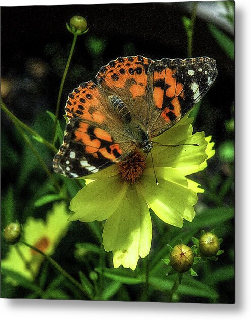 Butterfly Metal Print featuring the photograph Summer beauty by Bruce Carpenter