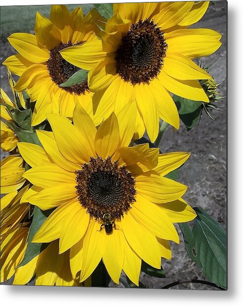 Bees Metal Print featuring the photograph Sun Buzz by John Glass